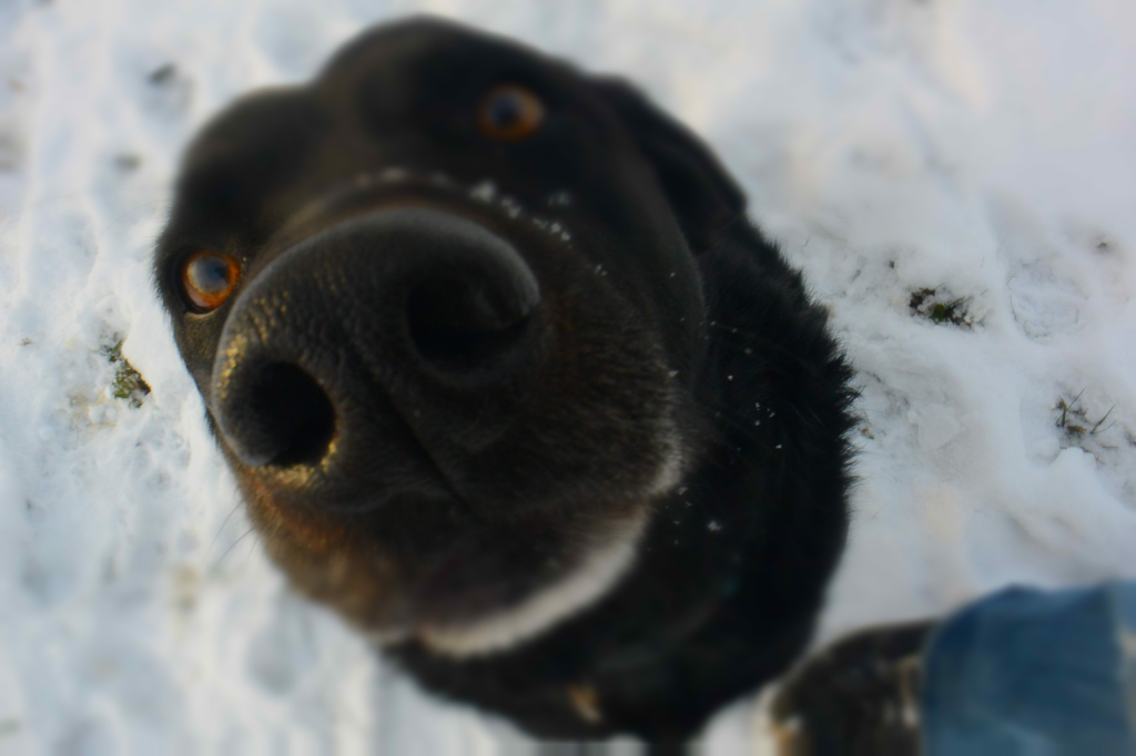 the same black lab putting his nose very close to the camera