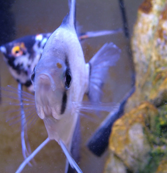 Male angelfish threatening the camera, guarding eggs along with female