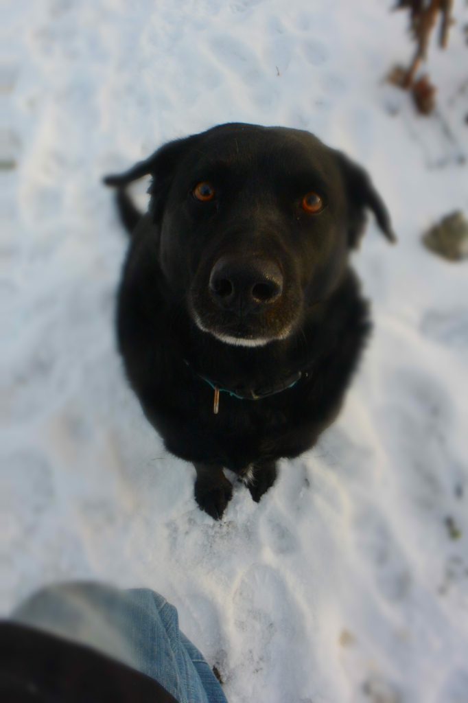 a black lab sitting in the snow looking intently at the camera